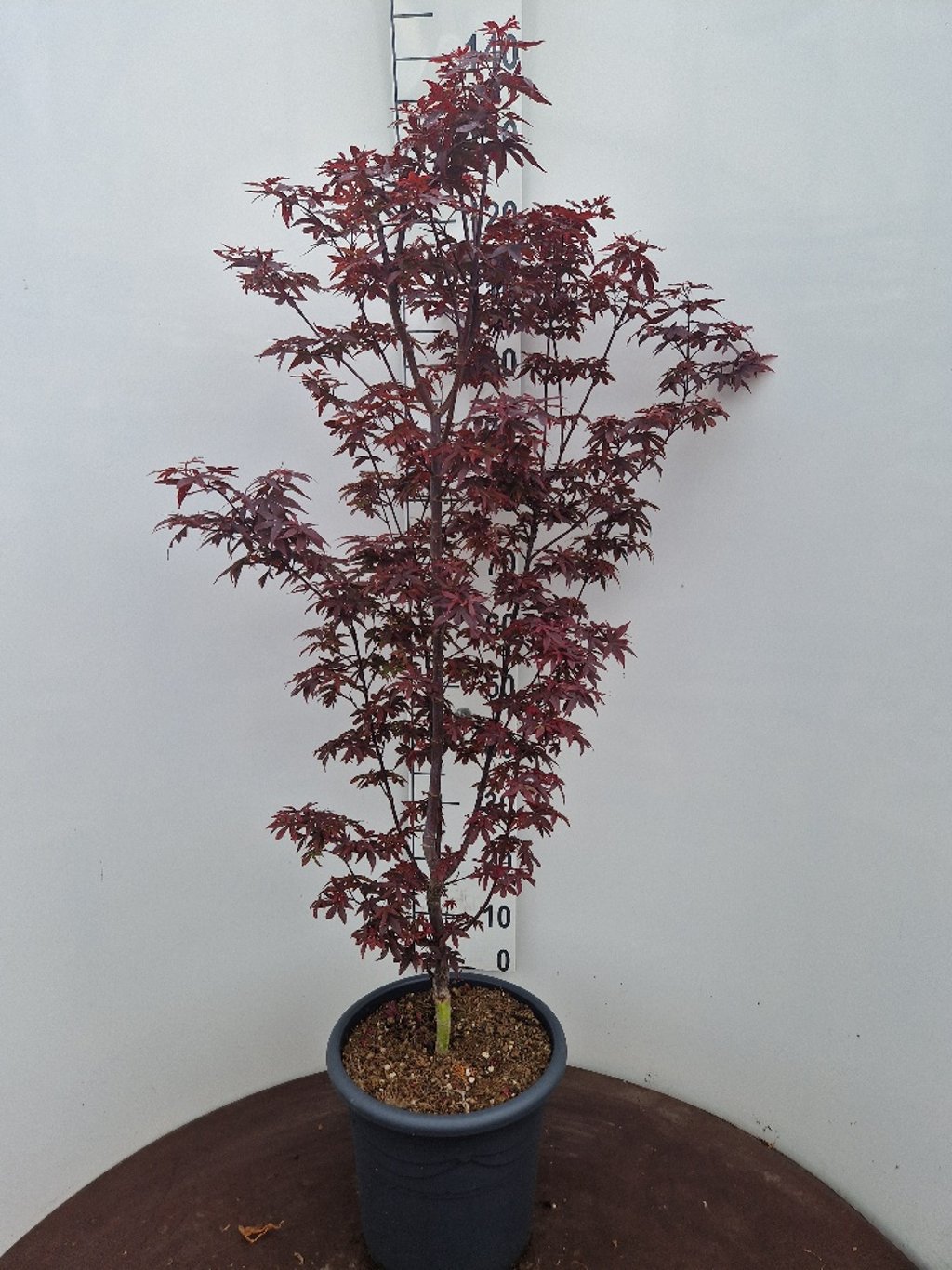Acer pal. 'Twombly's Red Sentinel' - C15 100-125 CM